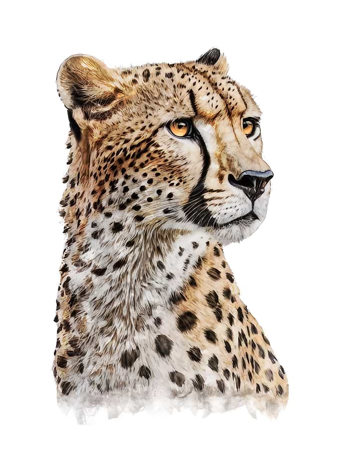 Cheetah Watercolor Art