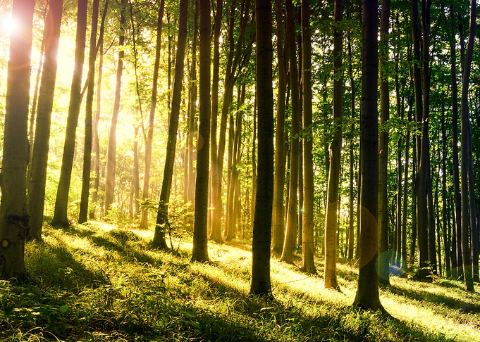 Fresh green forest