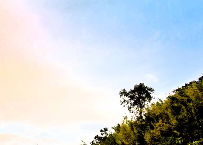 Lonely tree on the hill