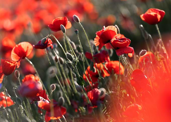 Red poppie field