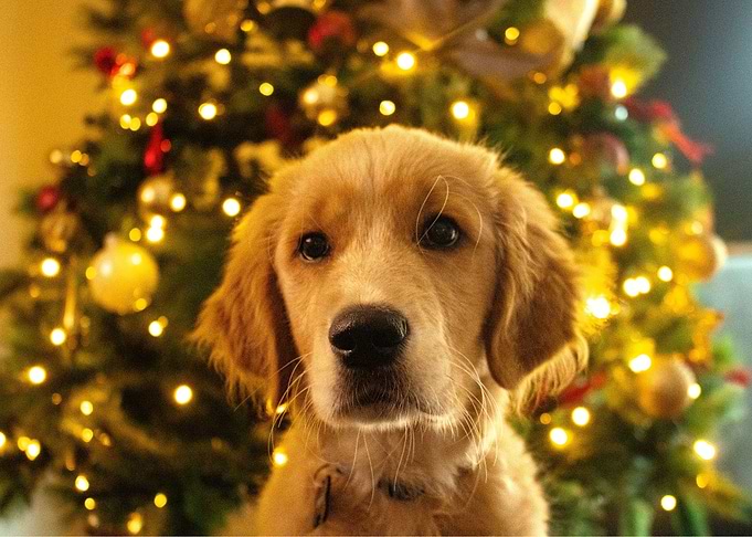 Golden Christmas