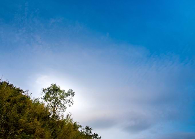 Sky and lonely tree