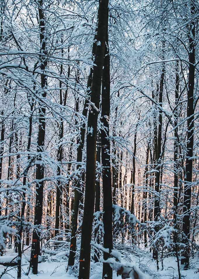 Dawns Winter Whisper