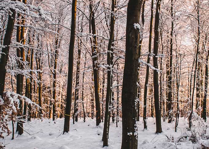 Golden Hour Snowscape