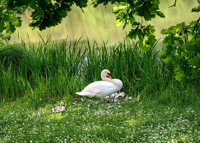 Geese with chicks