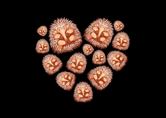 Hedgehog