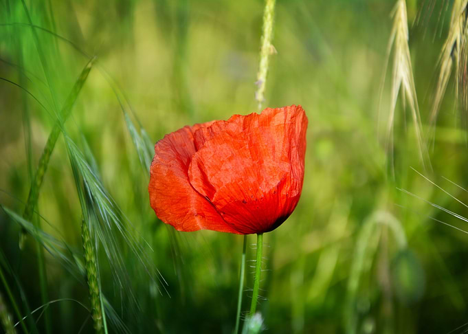 Red Poppy