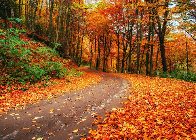 Autumn alley ukraine