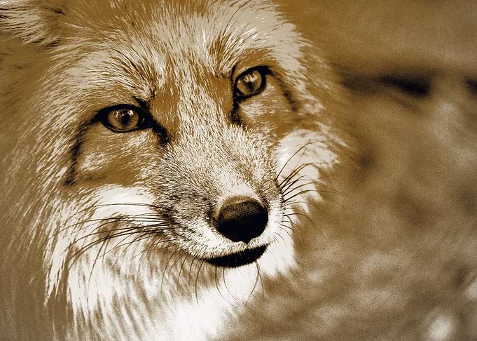 wolf