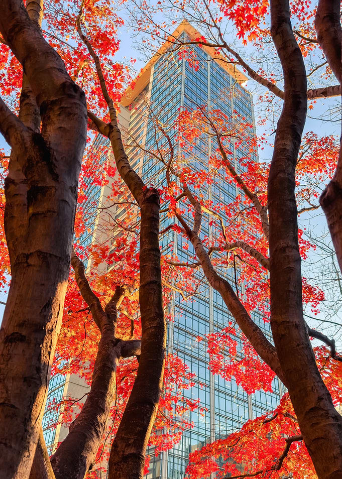 Autumn in the Ciyt