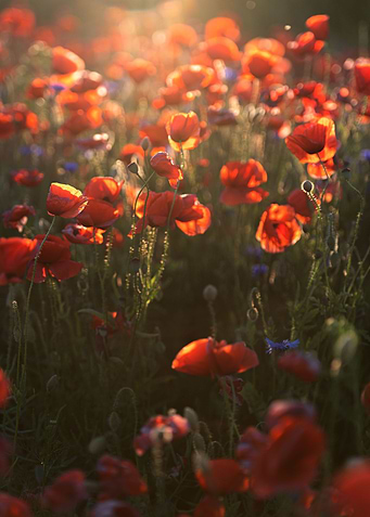 Red poppie field