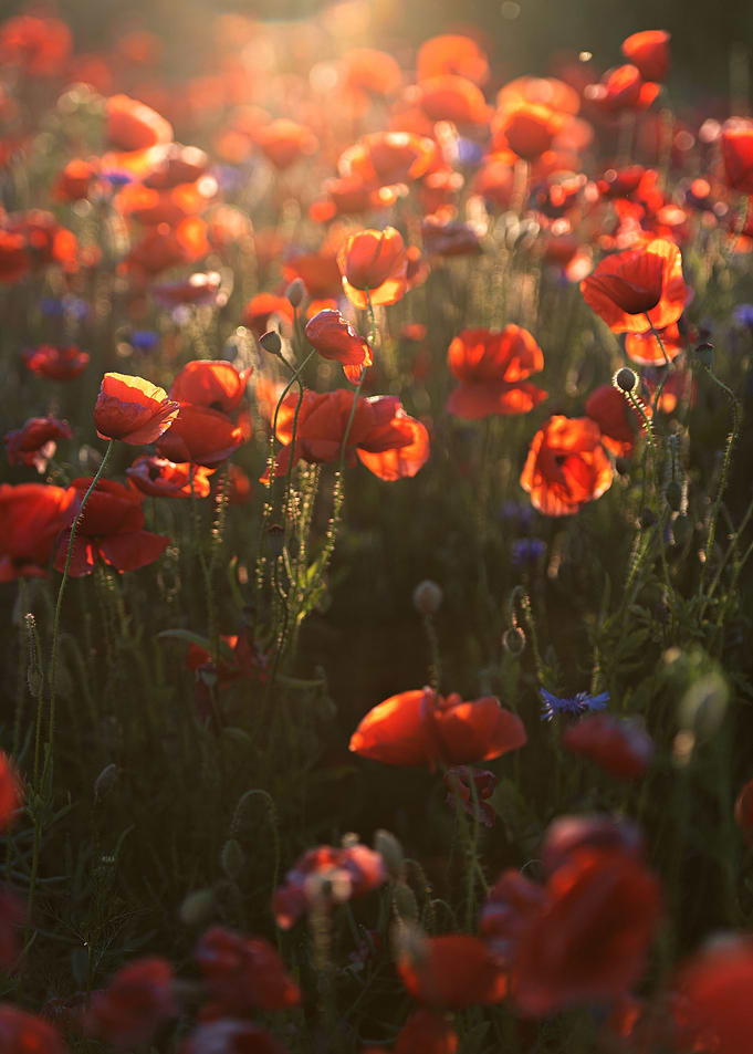 Red poppie field