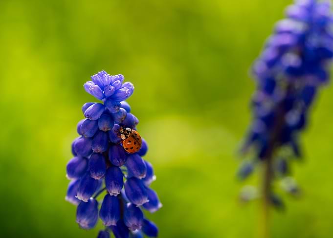 The Ladybug