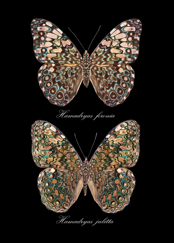 abutterlies Hamadryas