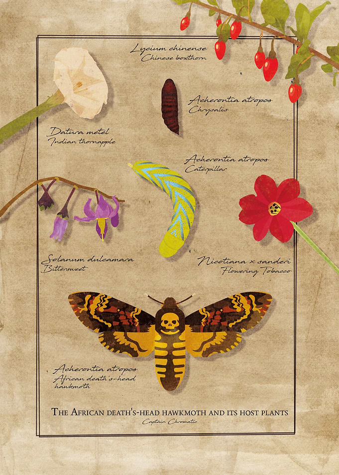African Hawkmoth