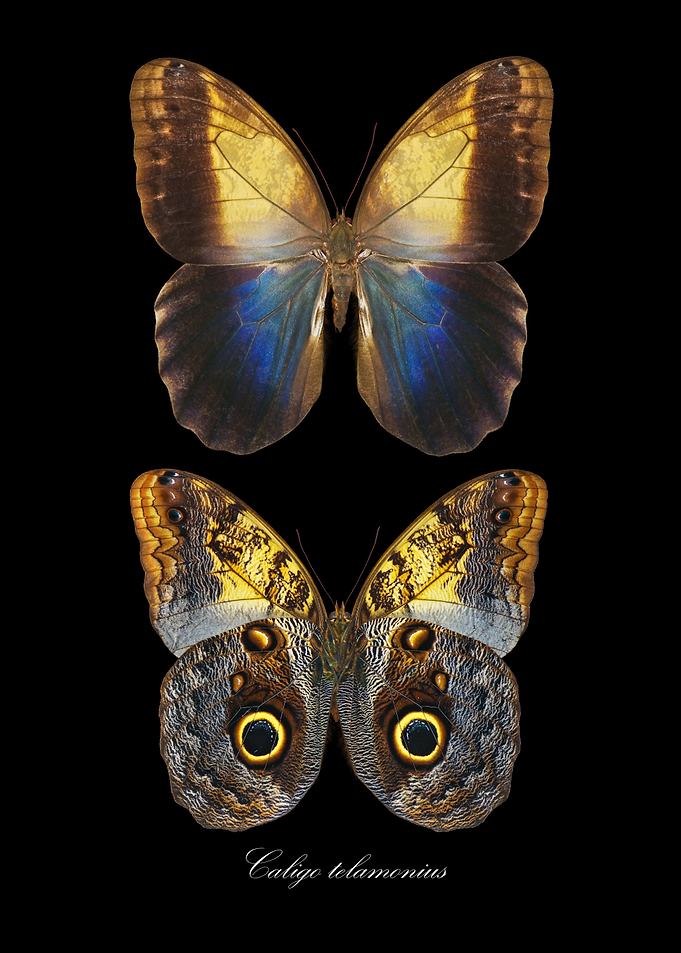 Butterfly CaligoTelamonius