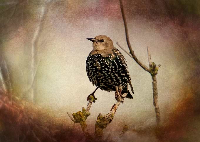 The Starling bird