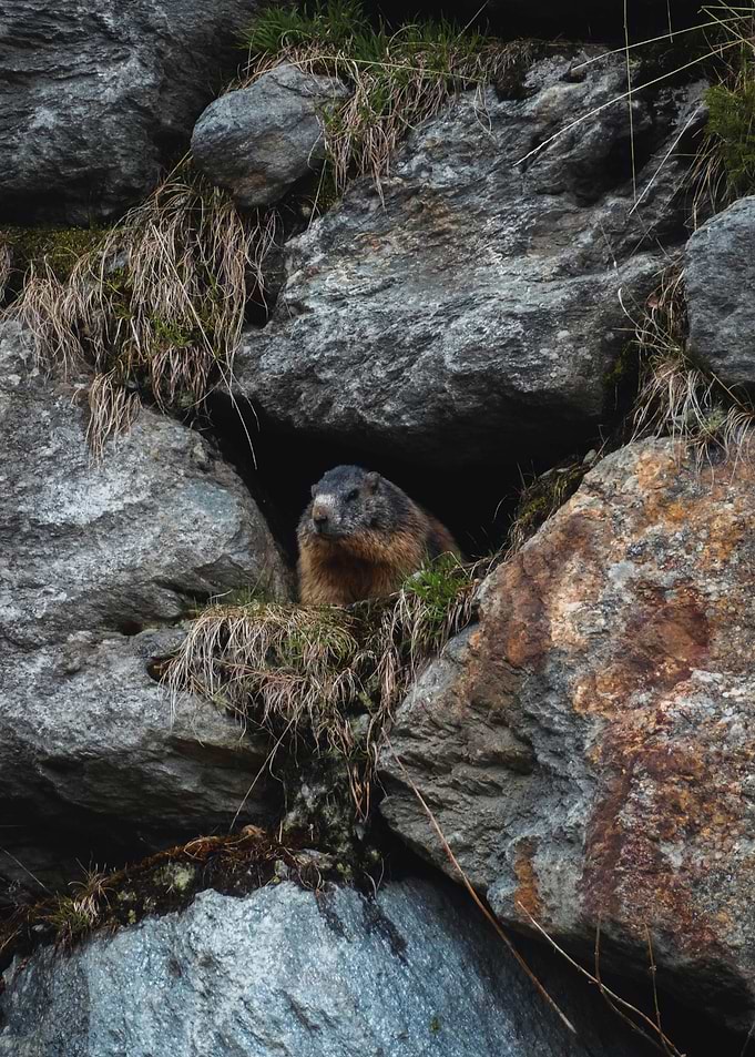 Marmots Mountain Gaze