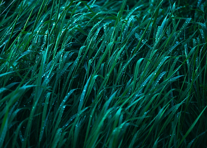 Green grass with raindrops