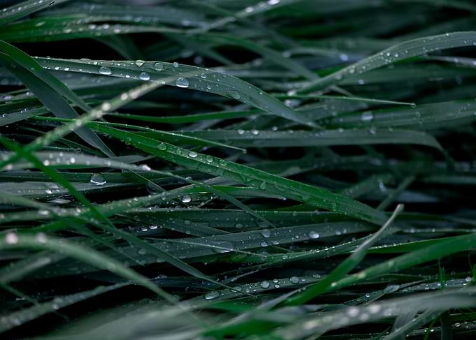 Green grass with raindrops