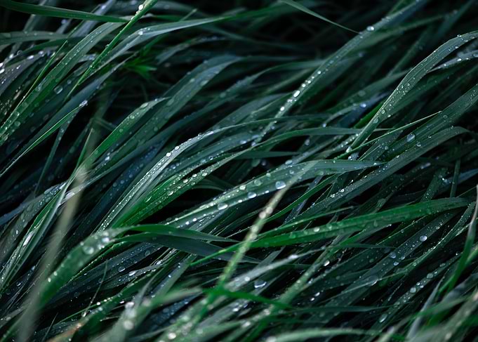 Green grass with raindrops