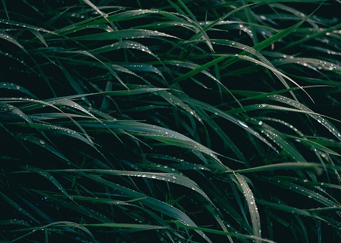Green grass with raindrops