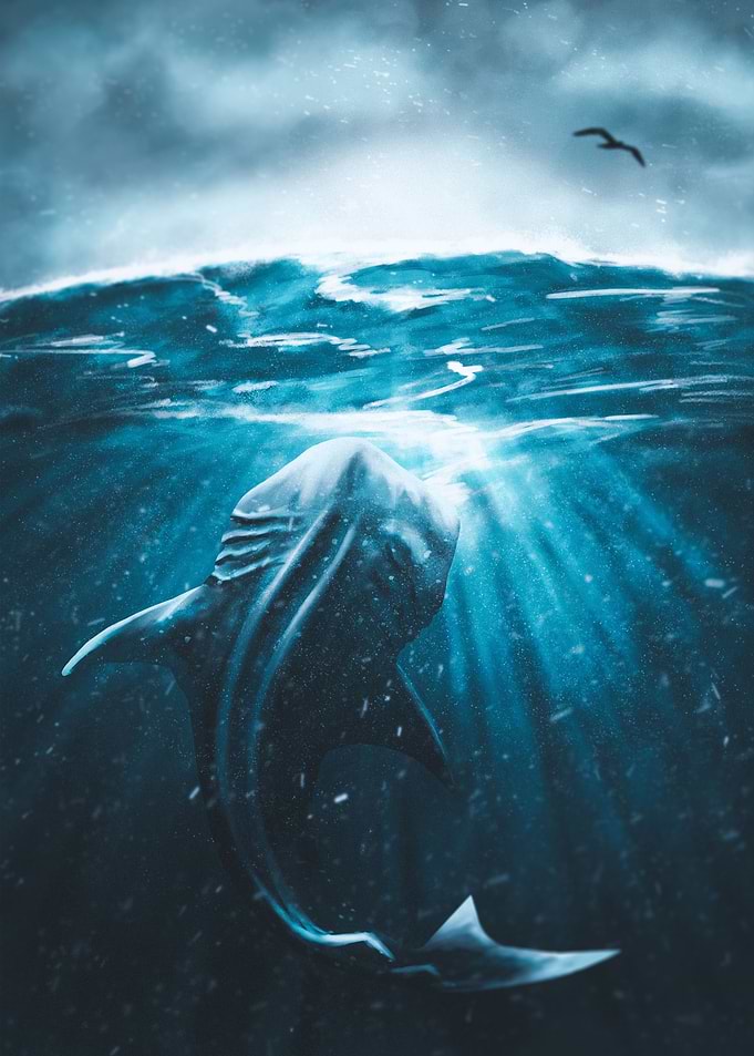 Whale Shark