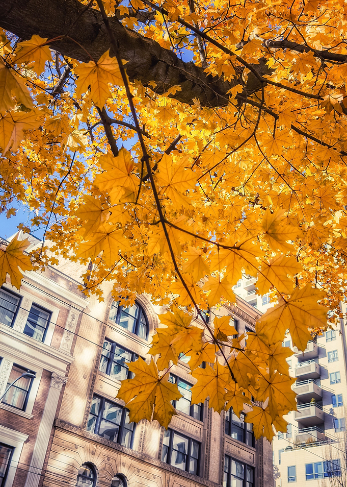 Golden Tree