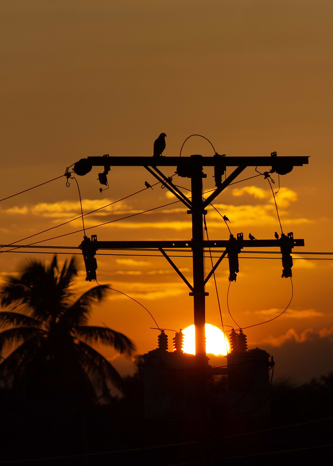 Silhouette of a bird perch