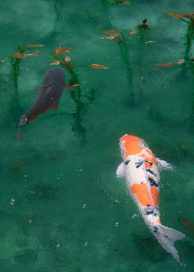 Koi Fish