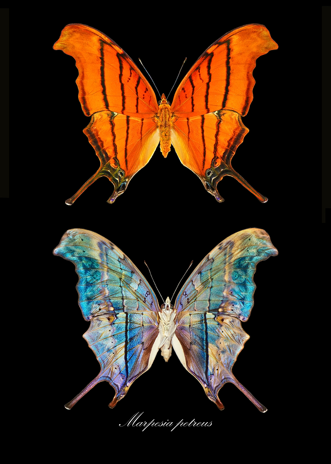 Butterfly MarpesiaPetreus