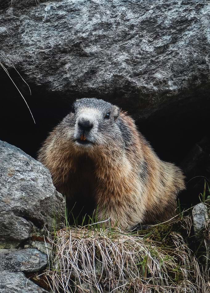 Marmots Rocky Haven