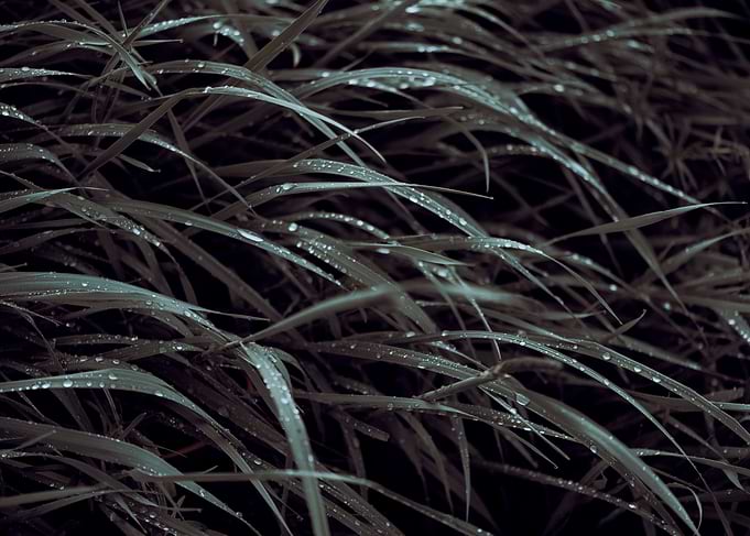 Green grass with raindrops