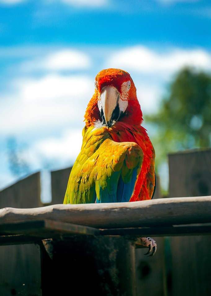 Parrot