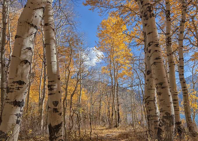 Autumn Scene
