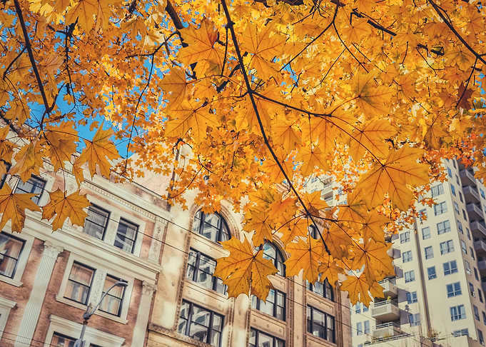 Fall in the City