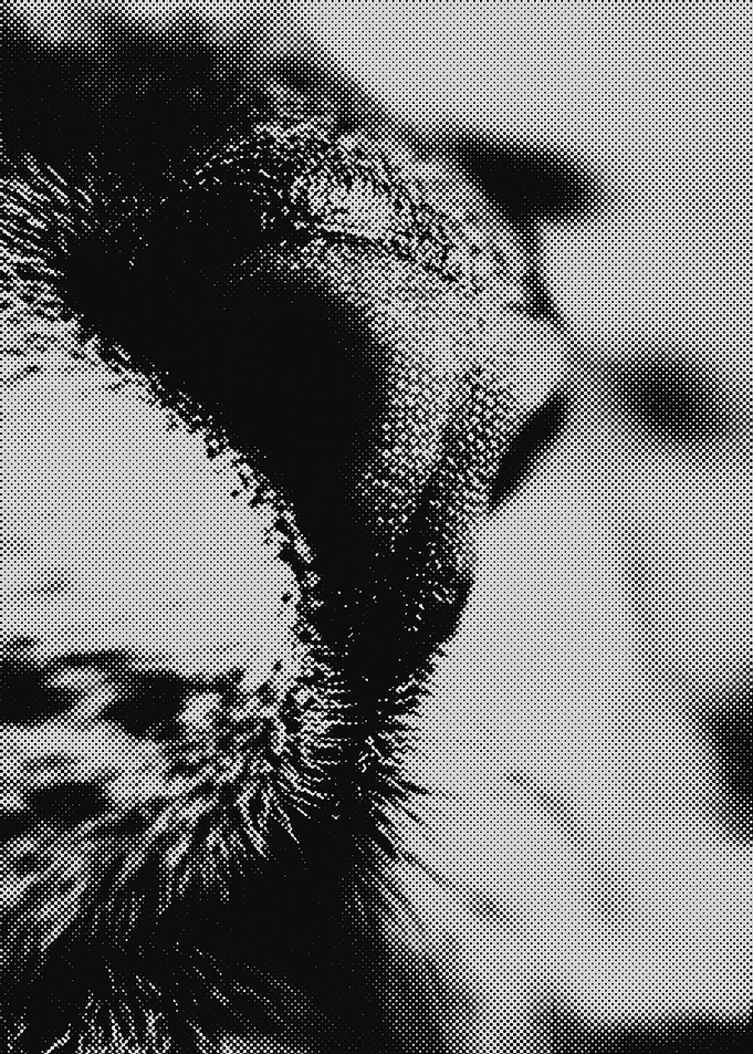 Cat cute nose
