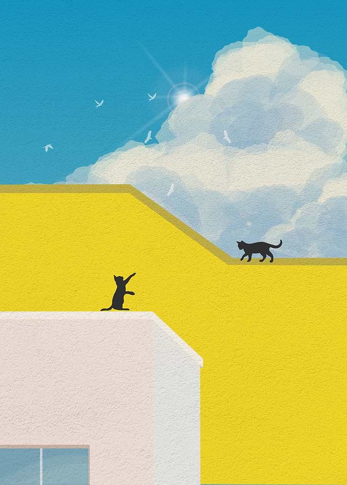 Two cat at the roof
