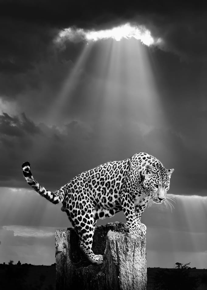 Leopard