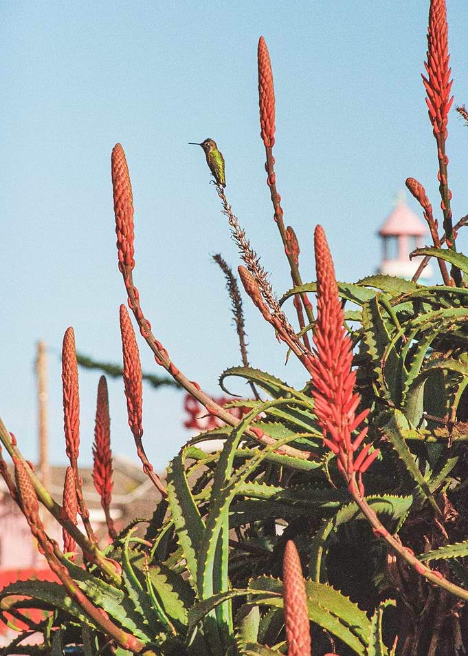 Hummingbird Photography