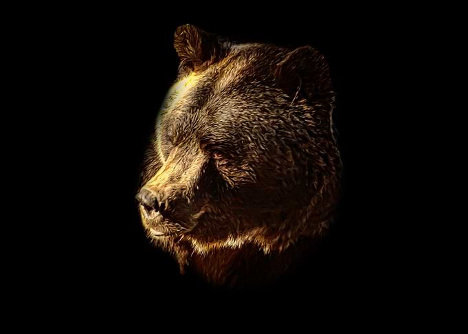 Brown bear