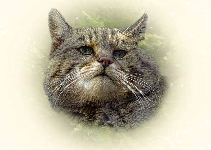 Wild cat