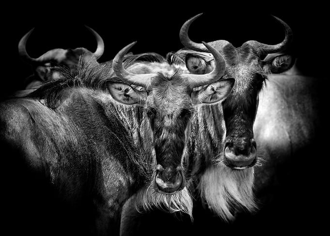 Wildebeest