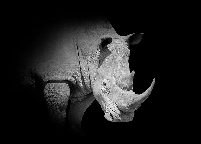 Rhino