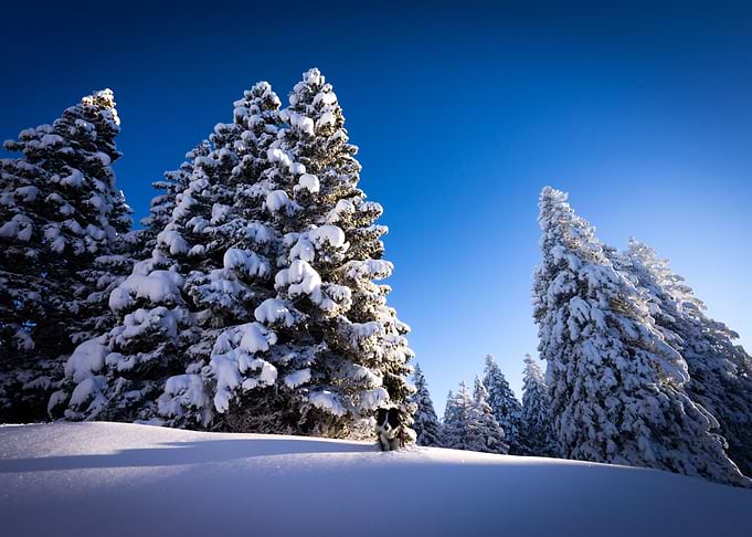 lost in snow
