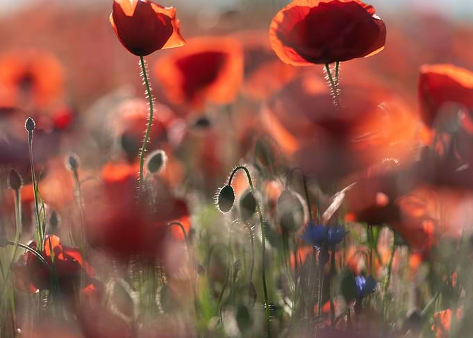 A field of red poppies