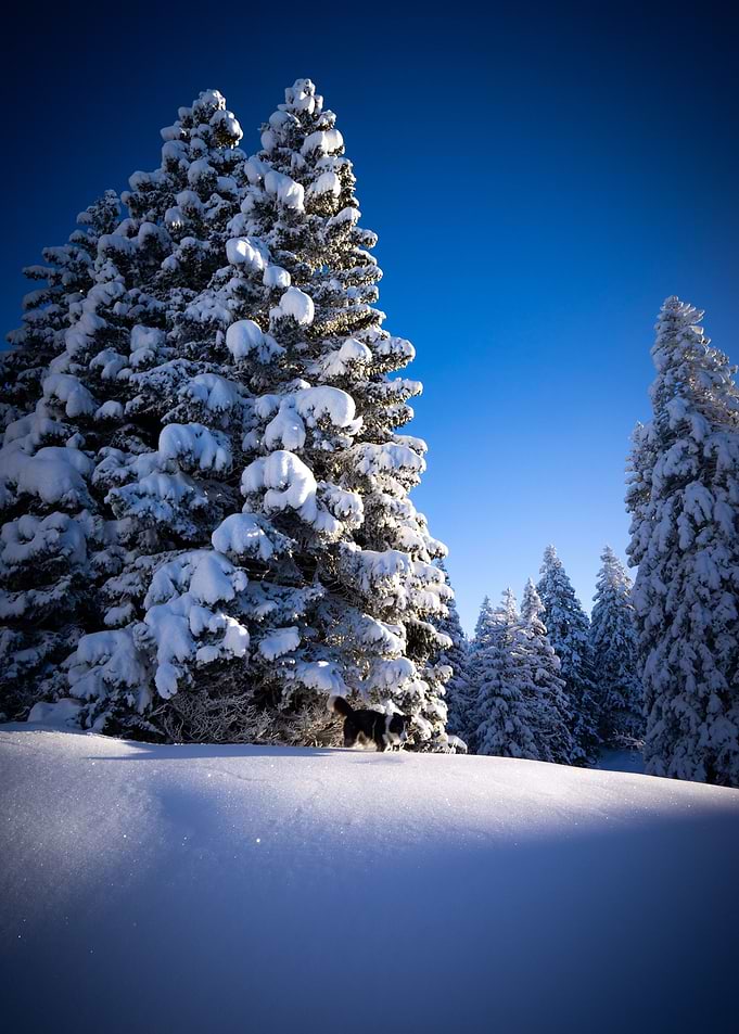 Morning snow