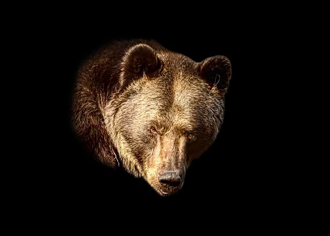 Brown bear portrait