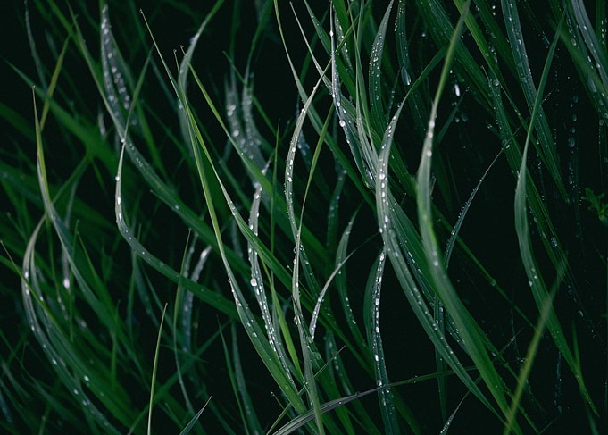 Green grass with raindrops