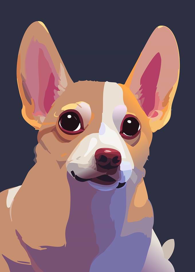 Cute Corgi